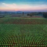 Lush cassava fields in Banten, Indonesia captured in a stunning aerial view at sunset.