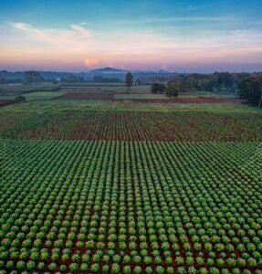 Lush cassava fields in Banten, Indonesia captured in a stunning aerial view at sunset.