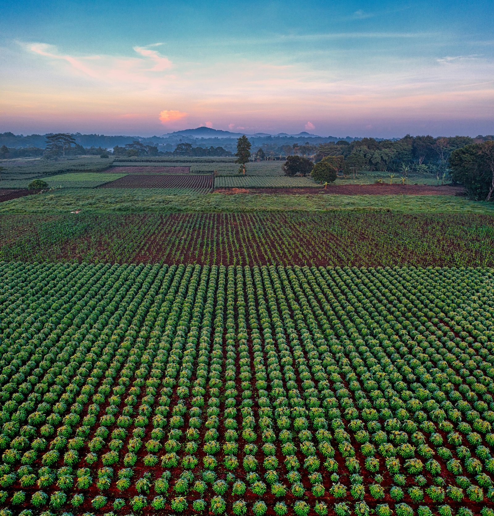 Lush cassava fields in Banten, Indonesia captured in a stunning aerial view at sunset.